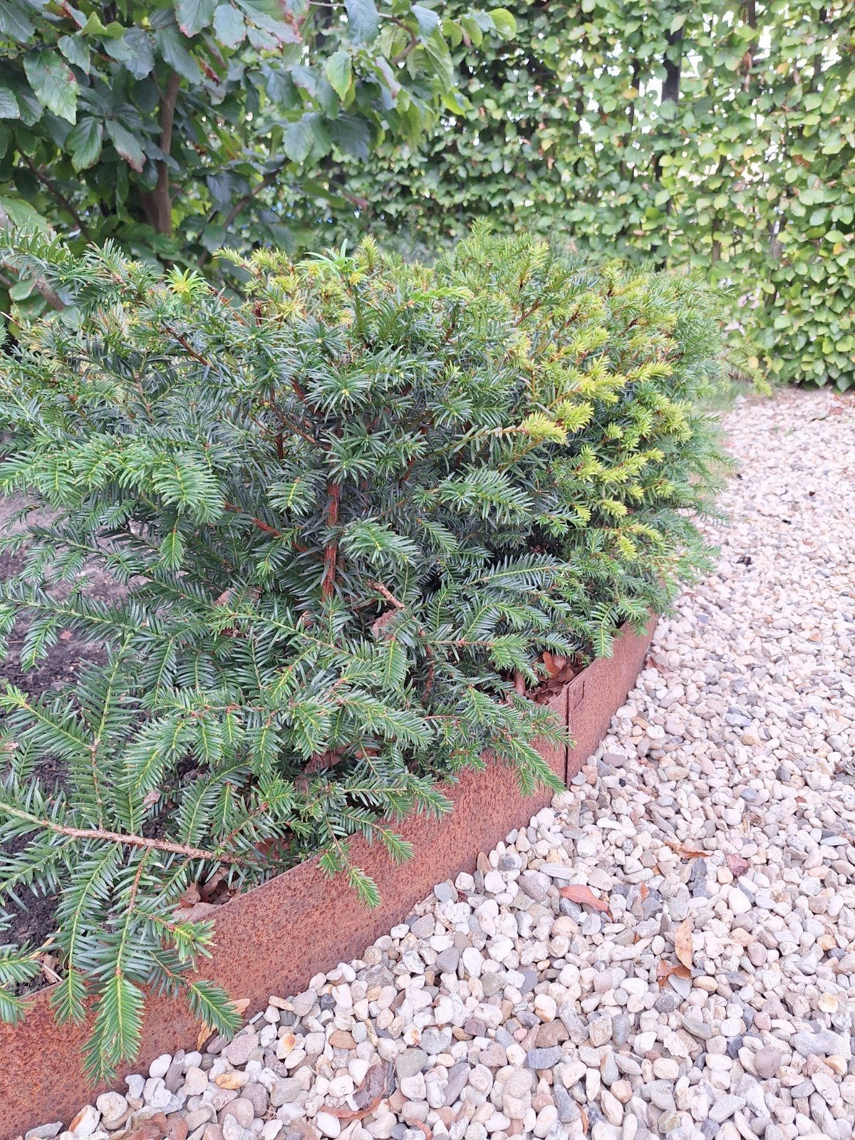 taxes struik 12x, Tuin en Terras, Ophalen, Taxus, Struik, Minder dan 100 cm