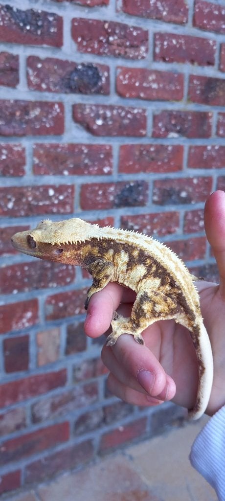 Bewezen Drippy Tricolor Whitewall wimpergekko vrouw, Dieren en Toebehoren, Hagedis, Tam, 3 tot 6 jaar