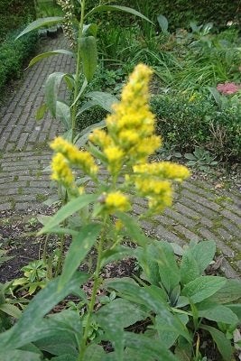 Diverse potten GULDENROEDE ( solidago ), Tuin en Terras, Planten | Tuinplanten, Ophalen of Verzenden, Vaste plant, Overige soorten
