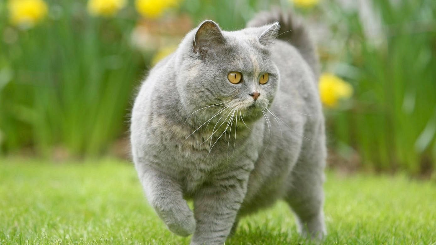 Opzoek naar oppas voor mijn kat!