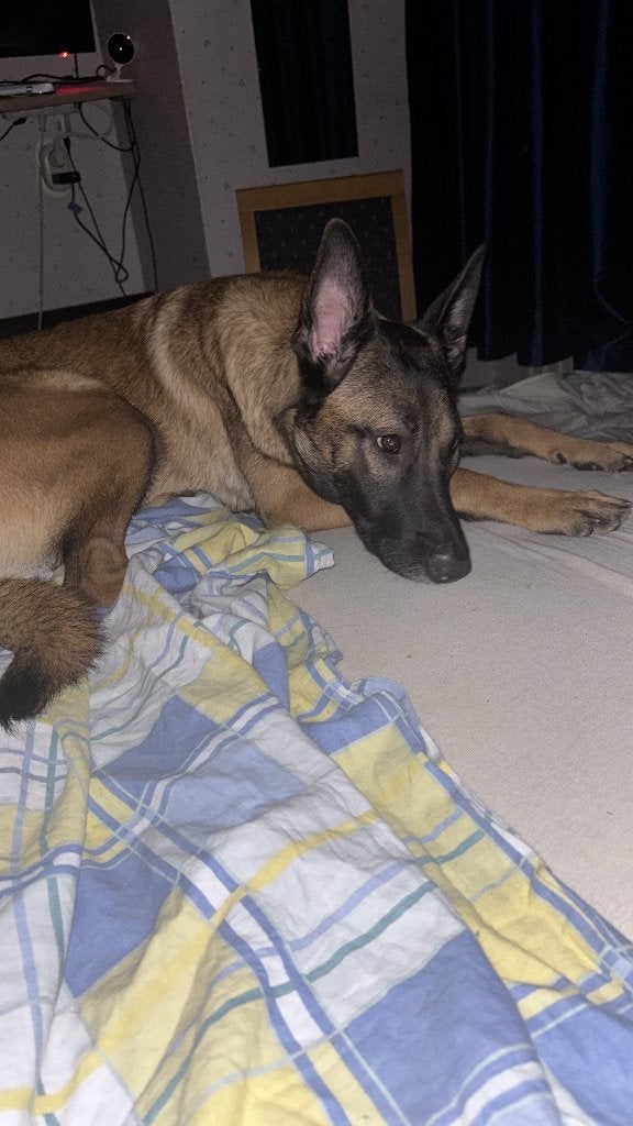 Mechelse herder, 15 weken tot 1 jaar, CDV (hondenziekte), Teef, Eén hond