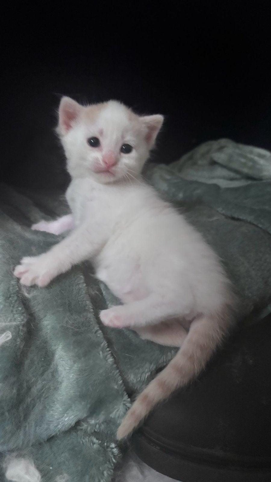 Kittens 7 mei geboren., Dieren en Toebehoren, Katten en Kittens | Raskatten | Korthaar, Meerdere dieren