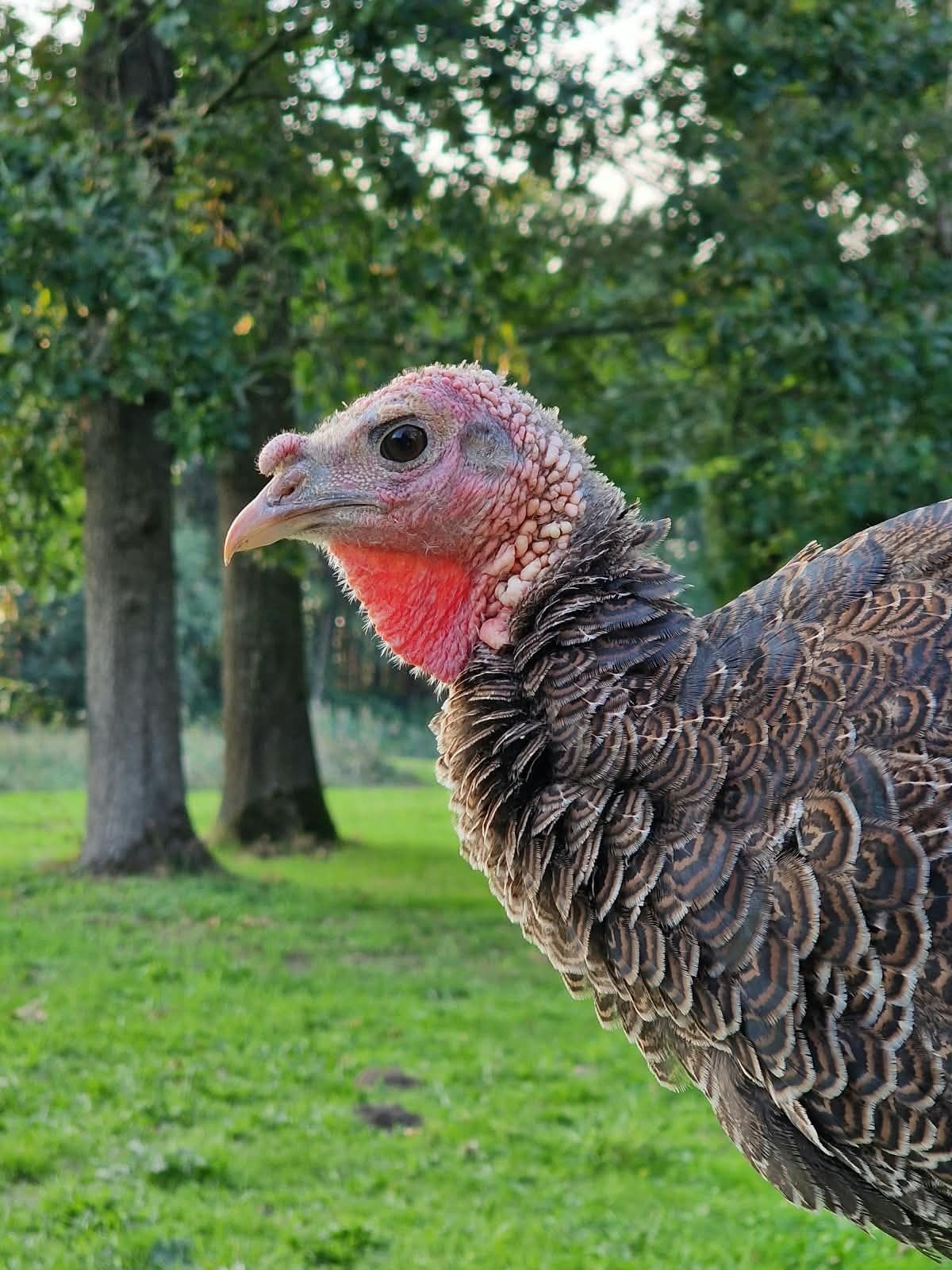 Kalkoen poults, Dieren en Toebehoren, Meerdere dieren, Kalkoen