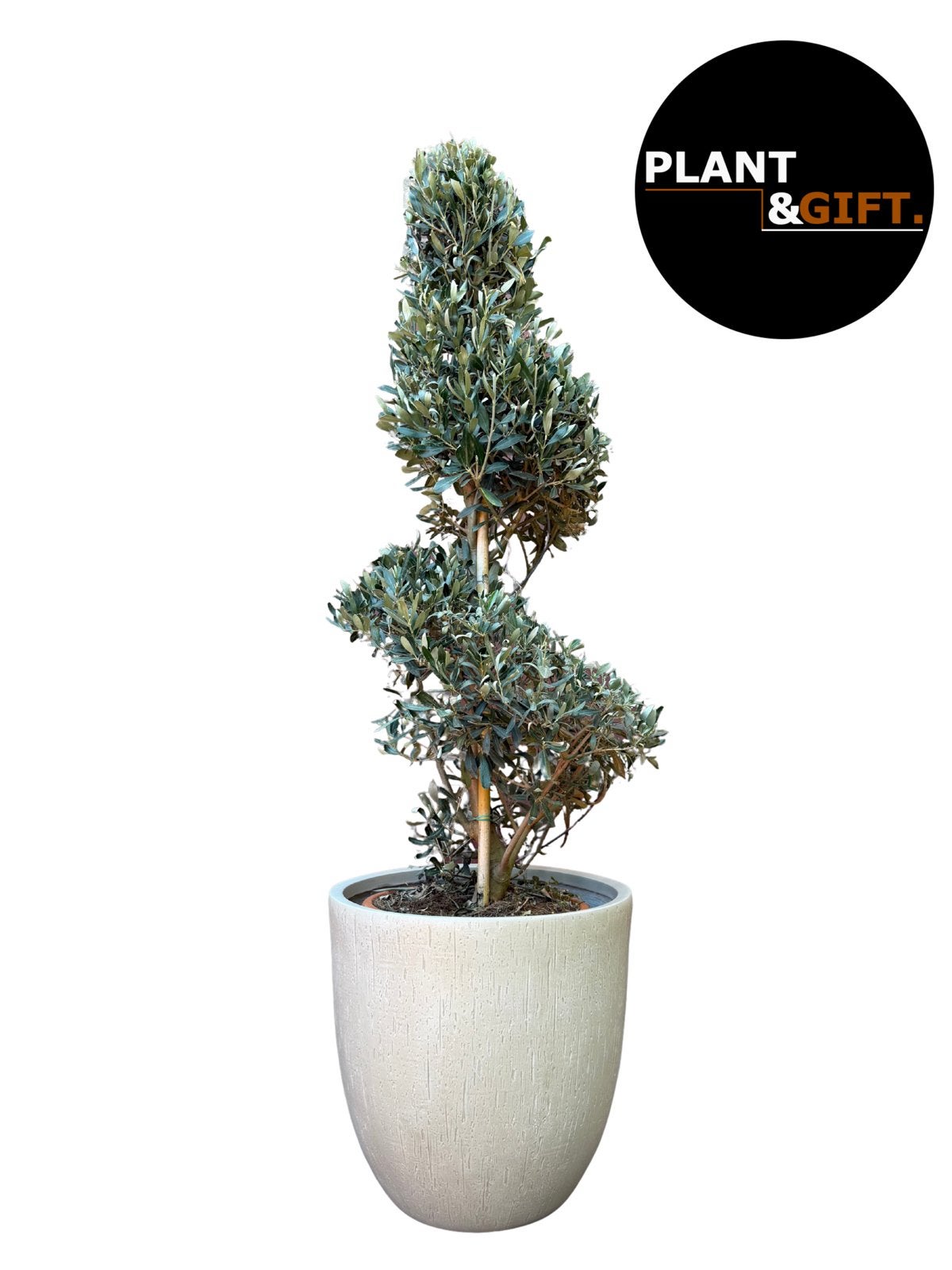 Olijfboom spiraalvorm in luxe beige fiberclay plantenpot, Tuin en Terras, Planten | Bomen, Volle zon, Ophalen of Verzenden, 100 tot 250 cm