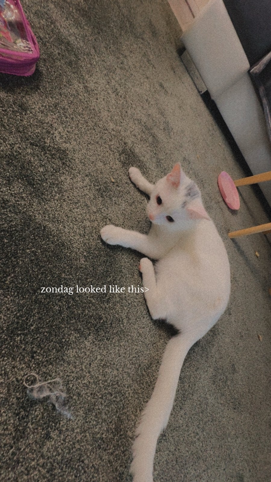 Aya️, Poes, Kortharig, 0 tot 2 jaar