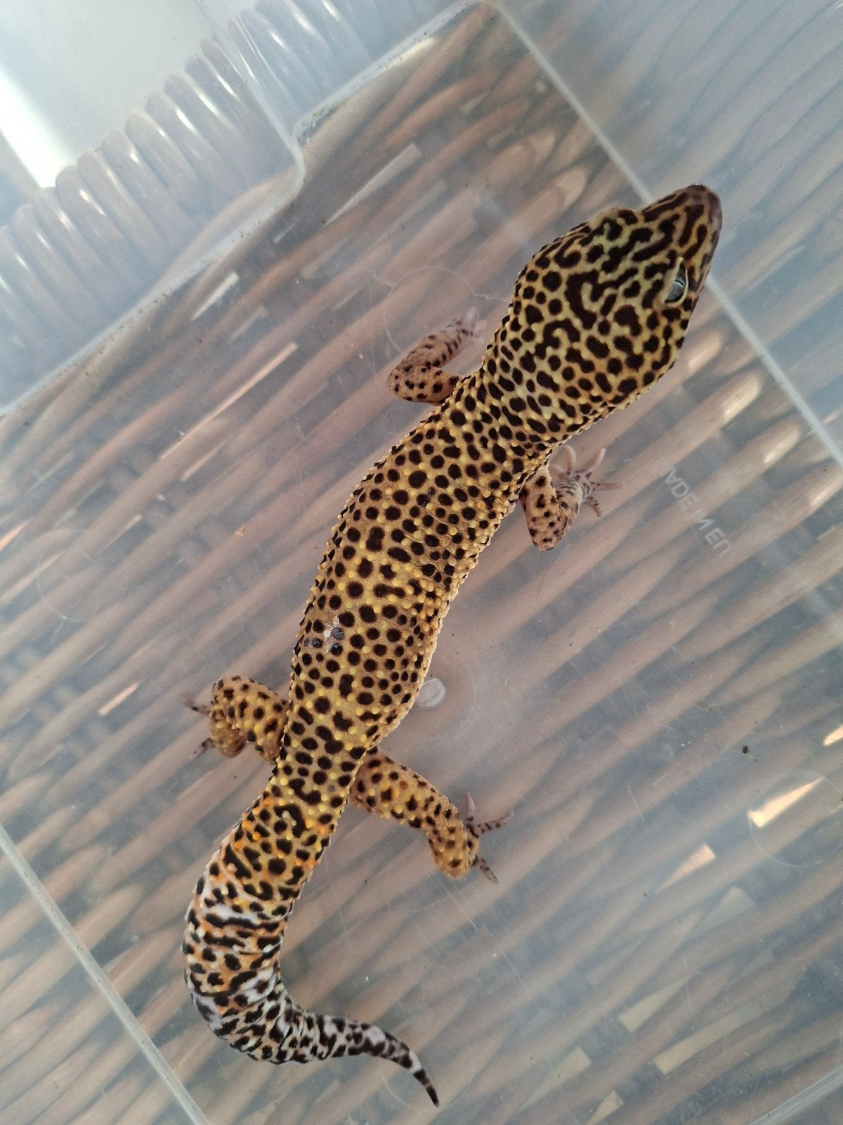 Eublepharis Macularius luipaardgekko man en vrouwen te koop Leopard Gecko photo 10