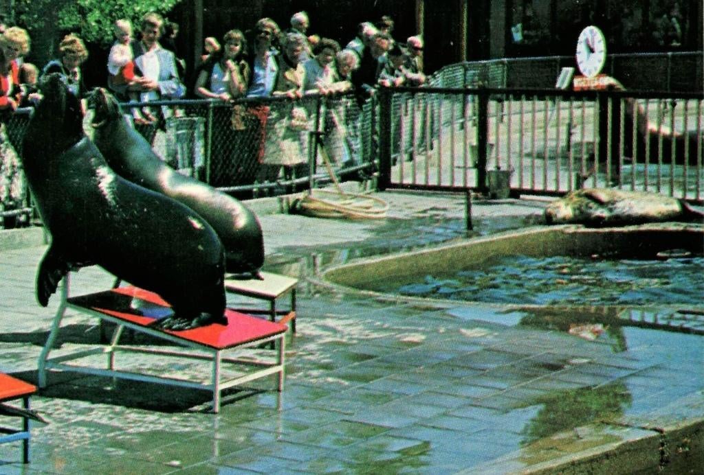 801472 Harderwijk 1978 Dolfinarium Robarium  Onbeschreven, Ophalen of Verzenden, 1960 tot 1980, Ongelopen, Gelderland