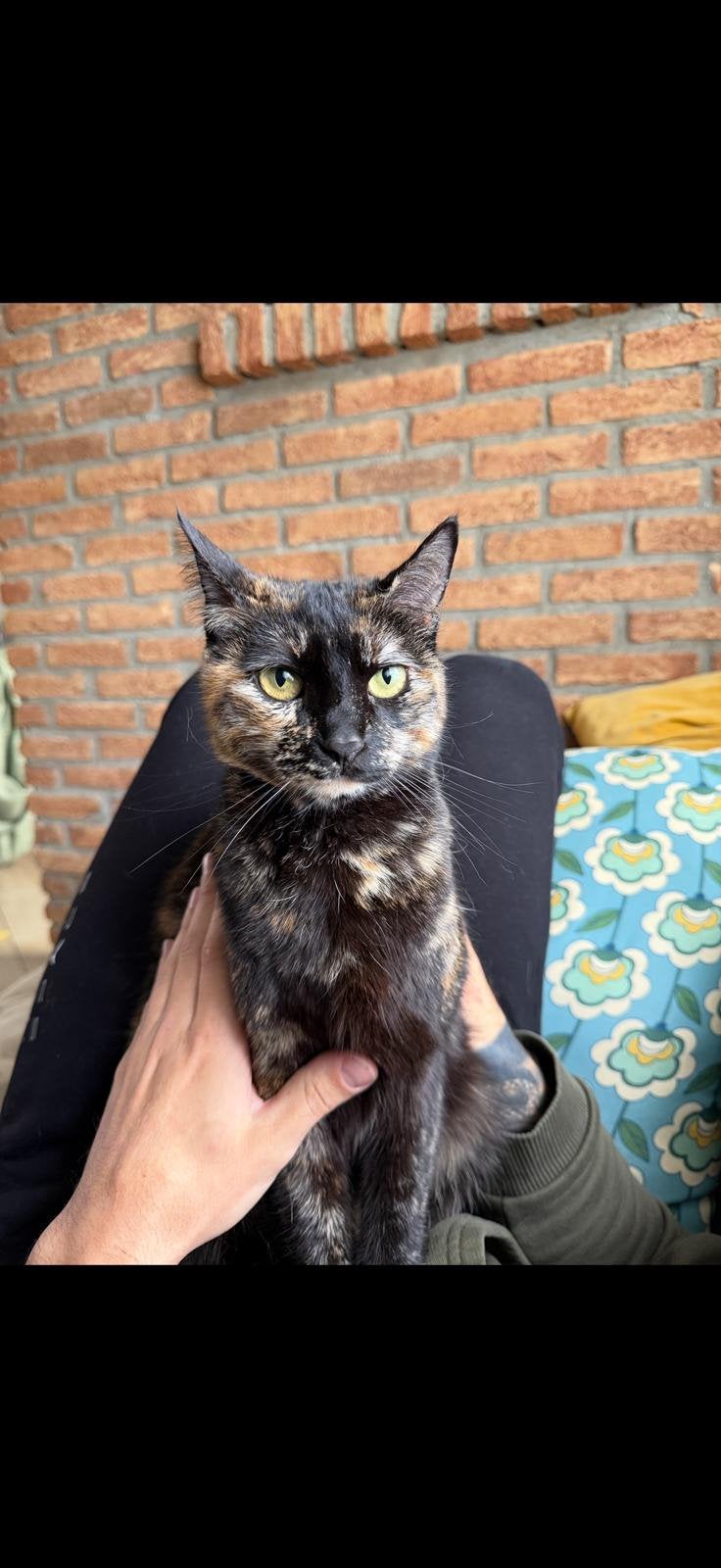 Poes  / kat vermist vanaf 26 mei tuindorp, Kat