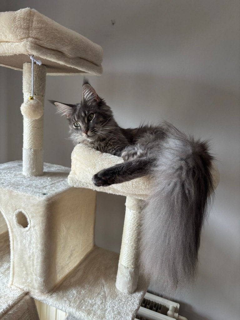 maine coon kitten 6 maanden, Poes, Gechipt, 0 tot 2 jaar