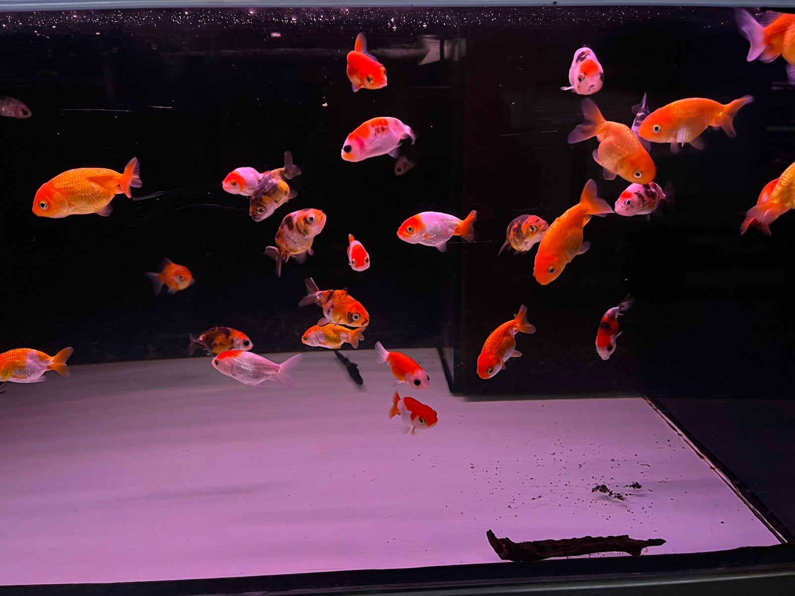 Ranchu baby, Vis