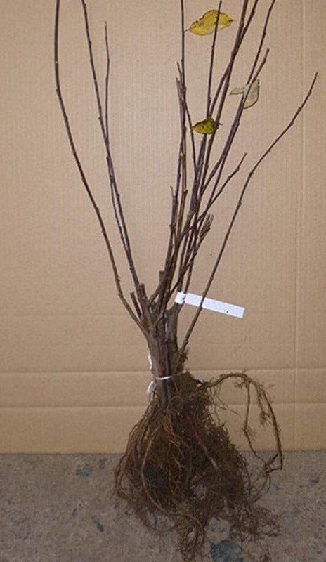 Wilg plantgoed Salix Alba Aurita cinerea Viminalis en 10, Tuin en Terras, Ophalen, Volle zon, Overige soorten