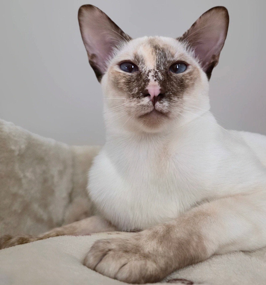 2 Oosterse Korthaar Poezen, Dieren en Toebehoren, Katten en Kittens | Raskatten | Korthaar, Meerdere dieren, Gechipt, 0 tot 2 jaar