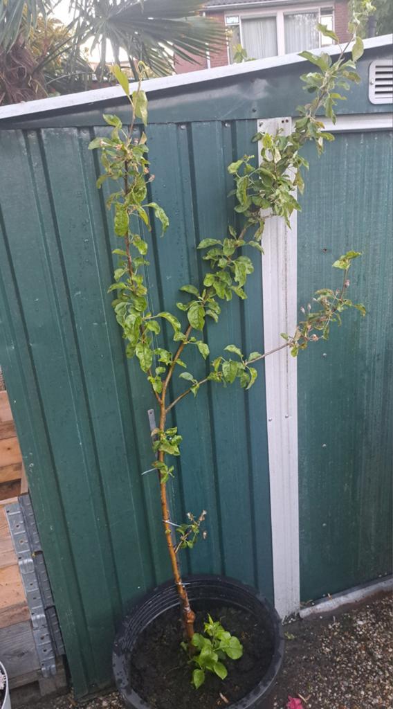 Jonge jonagold appelboom laagstam. Nu al fruit!, Ophalen, Overige soorten, Struik, 100 tot 250 cm