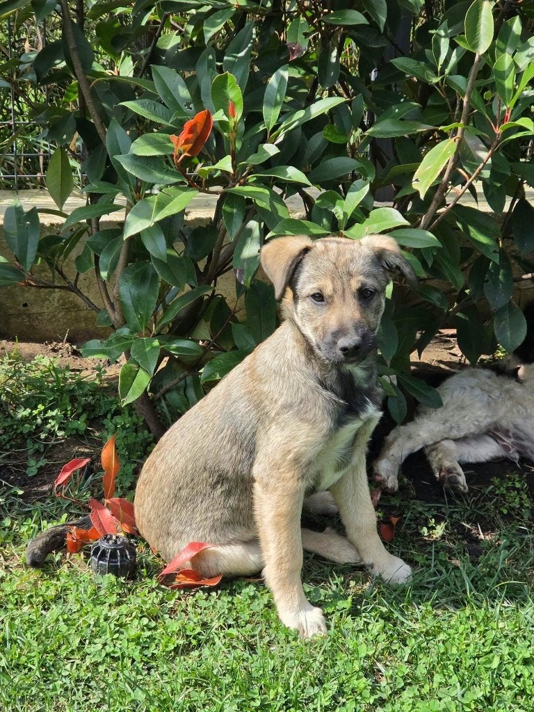 Pasha pup teefje, Particulier, 15 weken tot 1 jaar, Buitenland, Teef