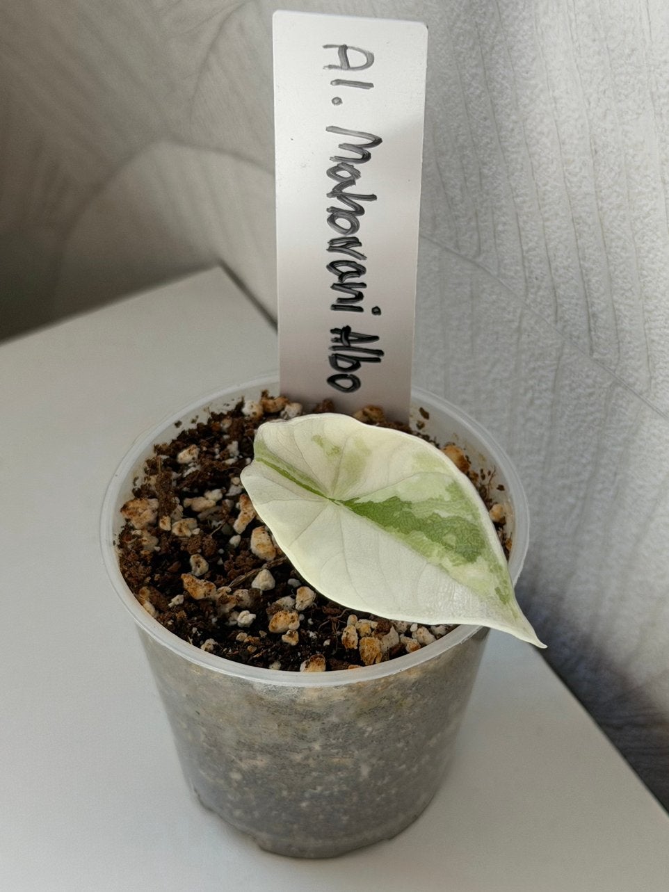 Alocasia Maharani Albo Variegata, Overige soorten, Minder dan 100 cm, Groene kamerplant, Halfschaduw