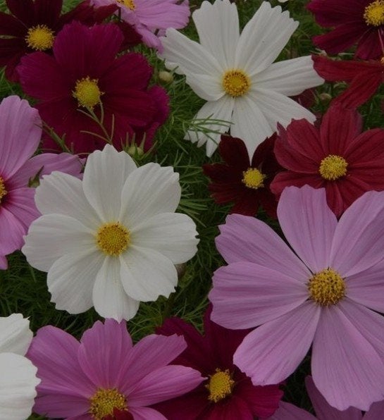 zaden cosmea, Ophalen of Verzenden, Volle zon