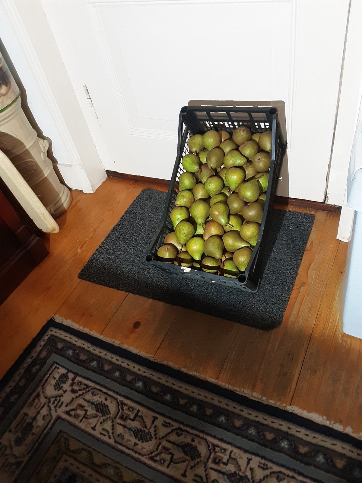 stoofperen Gieser Wildeman onbespoten gesorteerd, Ophalen, Rechthoekig, 50 tot 100 cm