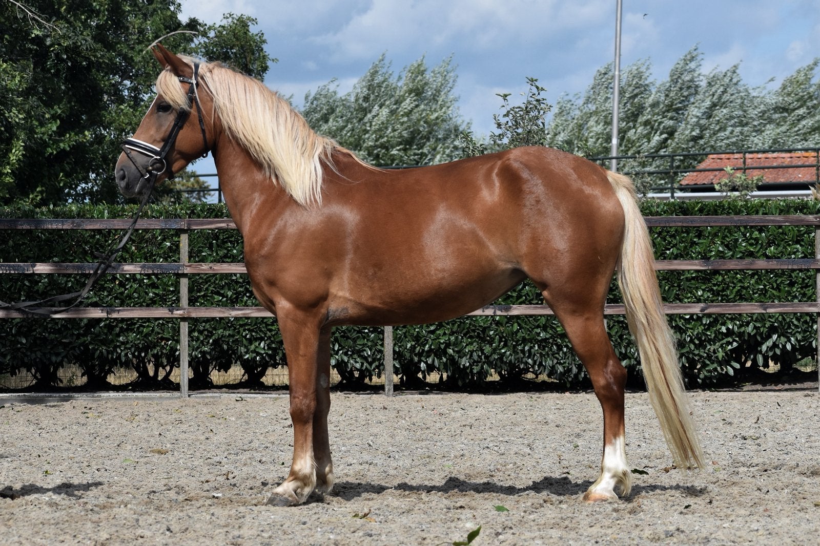 Super knappe haflinger x new forest merrie, Dieren en Toebehoren, Merrie, B, Dressuurpony, Gechipt