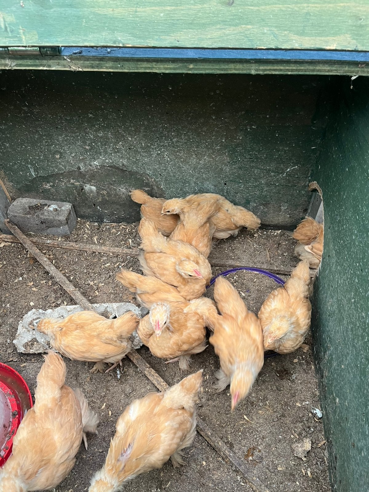 Cochin kriel buff, Dieren en Toebehoren, Pluimvee, Meerdere dieren, Kip