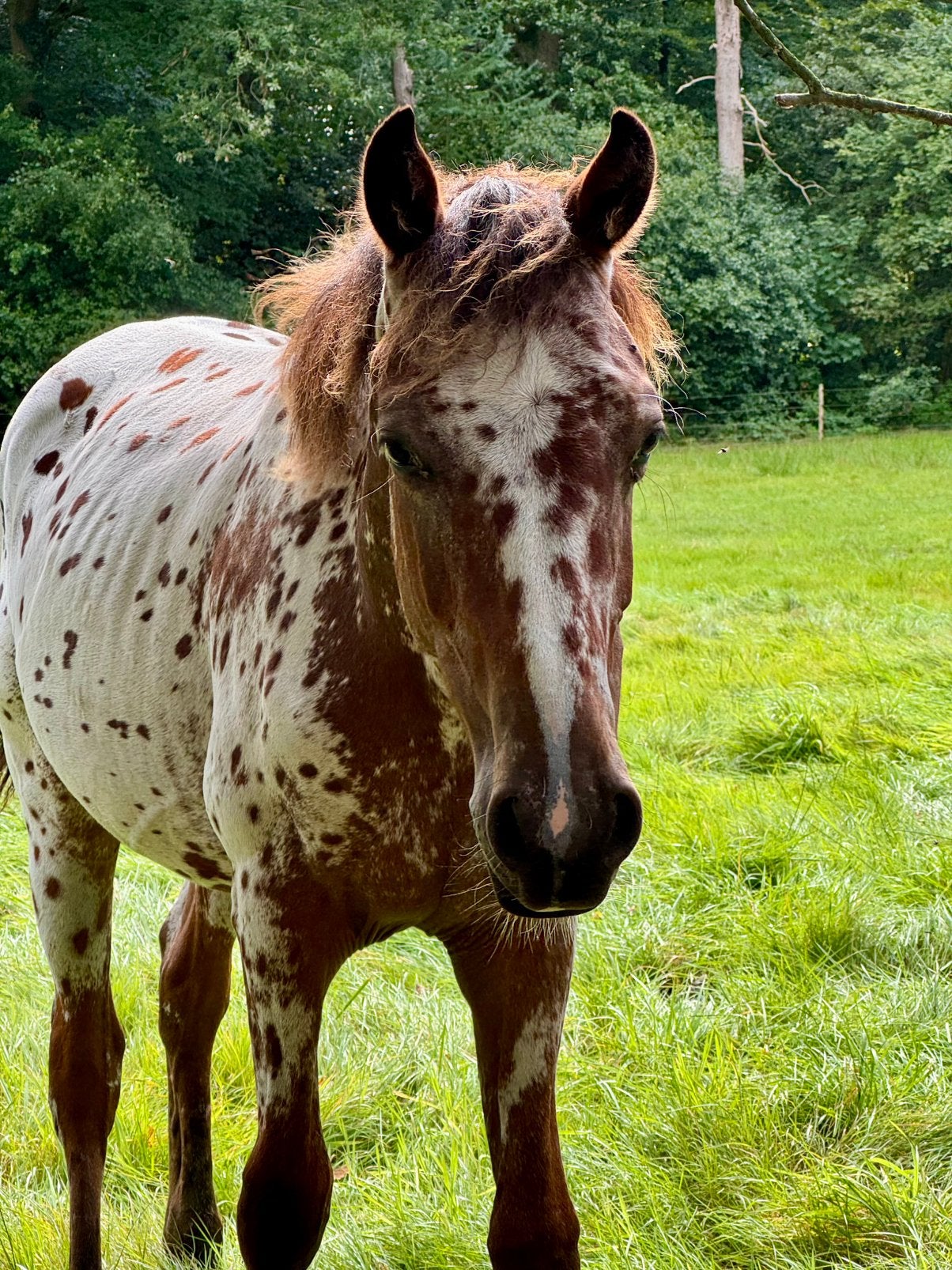 Appaloosa hengst 1jr toekomstig D/E pony, Minder dan 160 cm, Met stamboom, 0 tot 2 jaar, Hengst