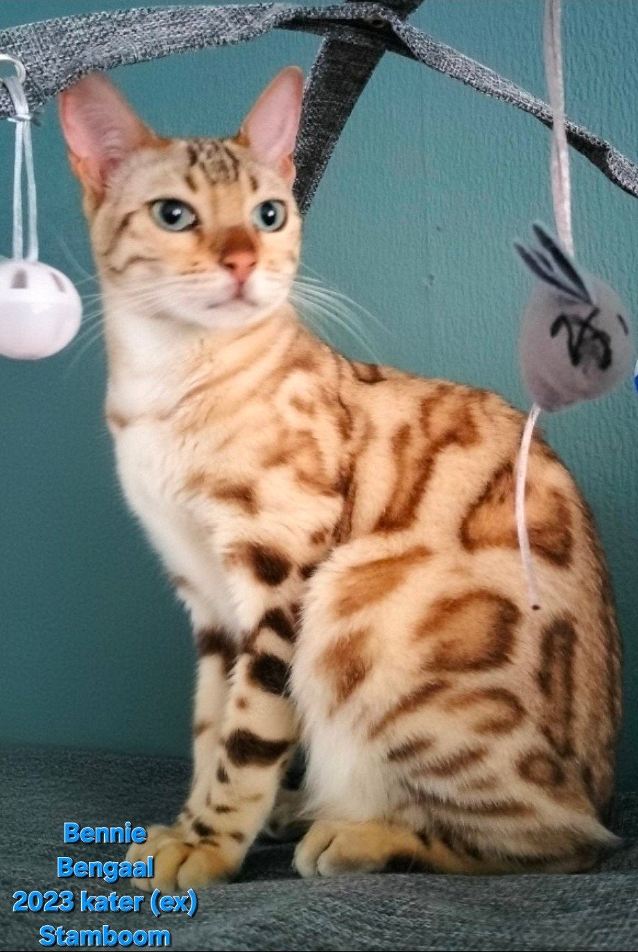 Bengaal met stamboom ex kater, Ophalen