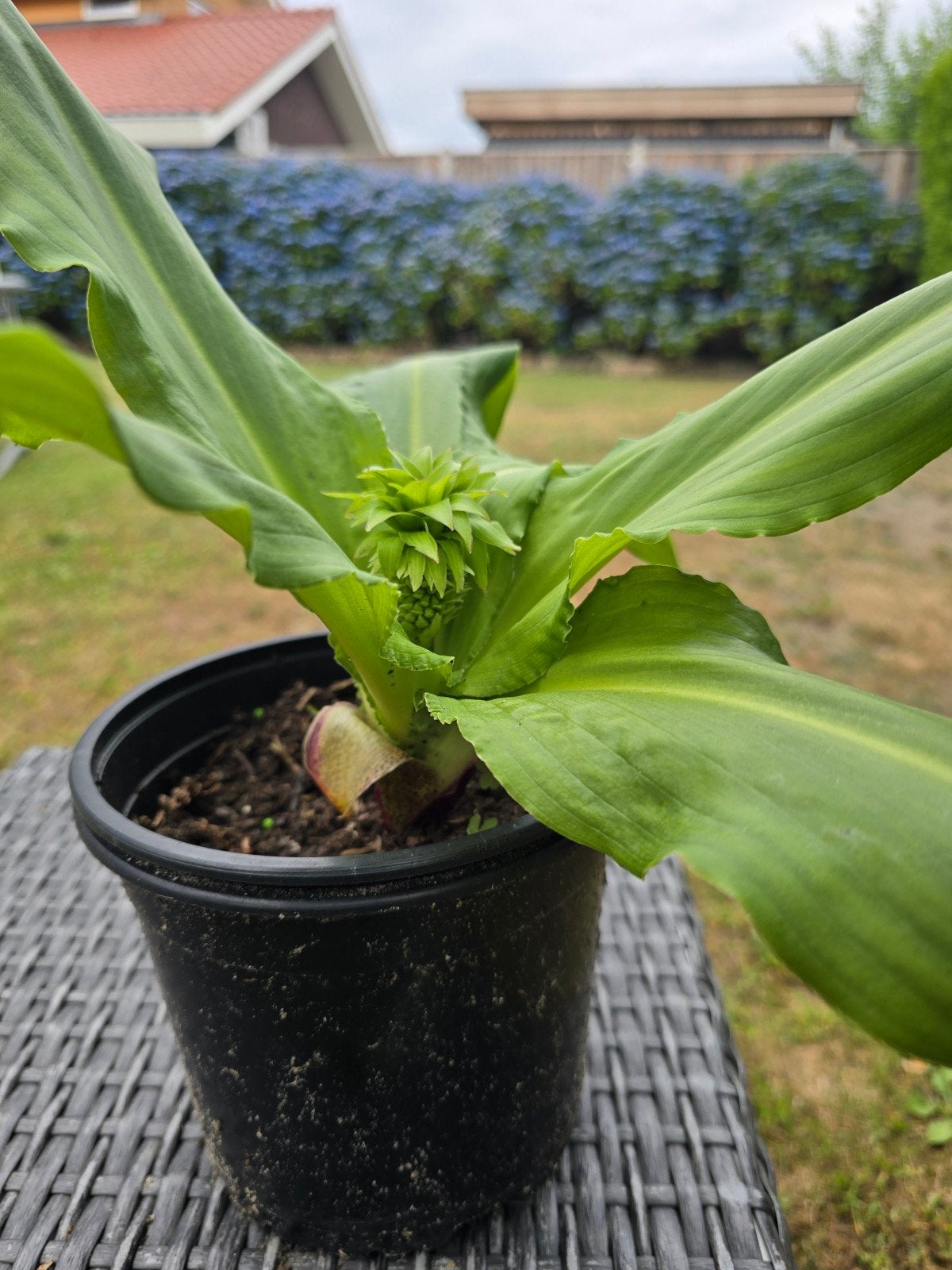 Bijzondere ananasbloemen, Tuin en Terras, Planten | Tuinplanten, Ophalen, Overige soorten, Volle zon