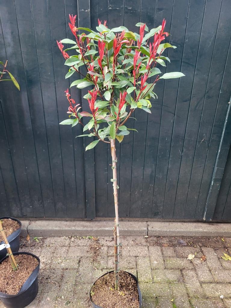 Photinia red Robin op stam, Ophalen of Verzenden, Zomer, Volle zon, 100 tot 250 cm