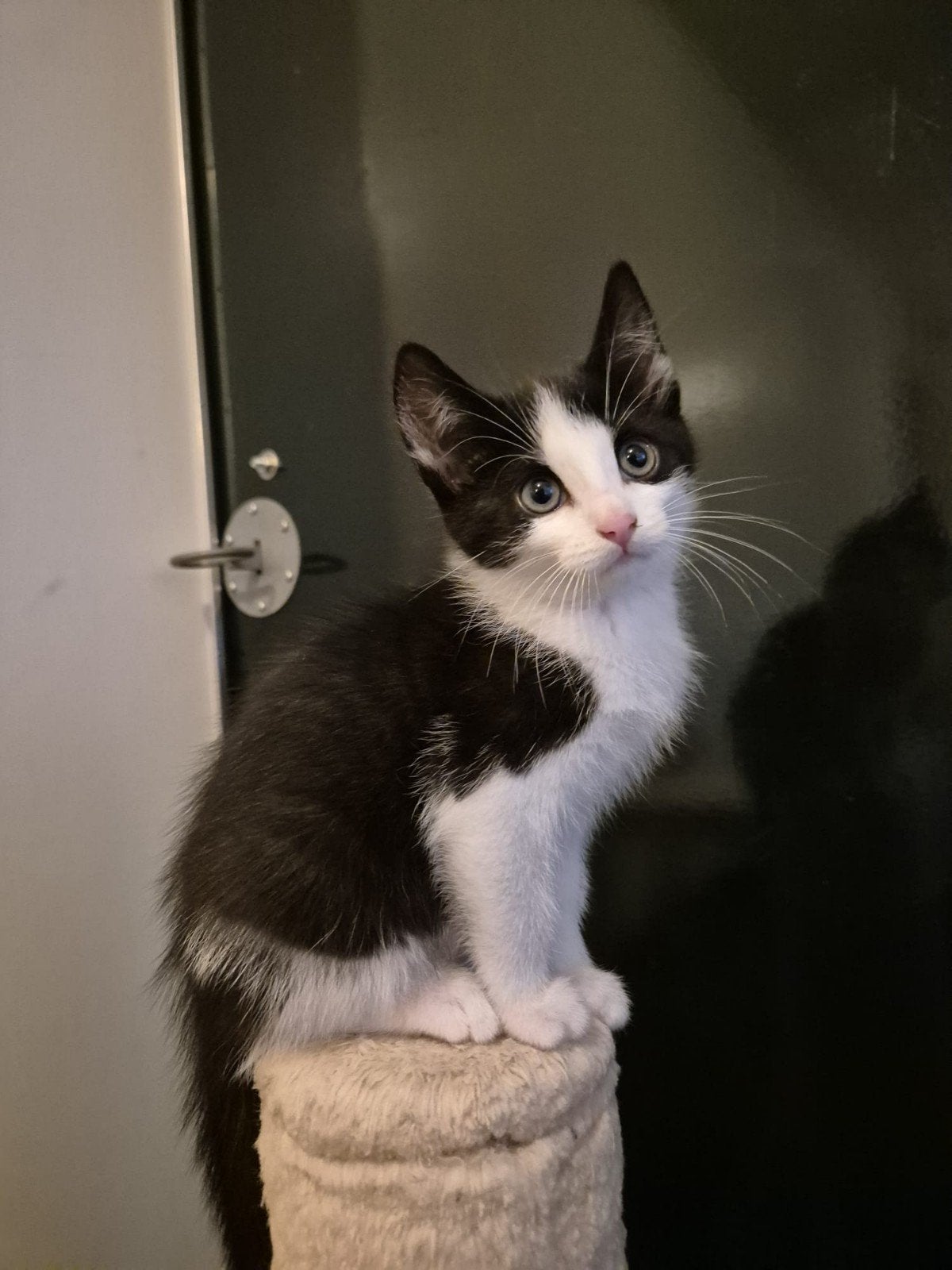KItten Binky, kijk die oogjes...wil jij haar overnemen?, Poes
