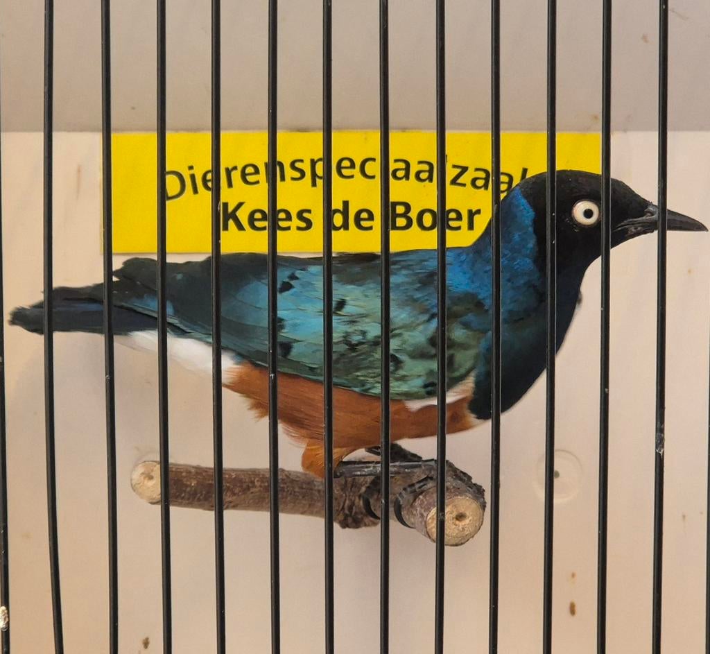 Driekleur glansspreeuw man, Mannelijk, Geringd