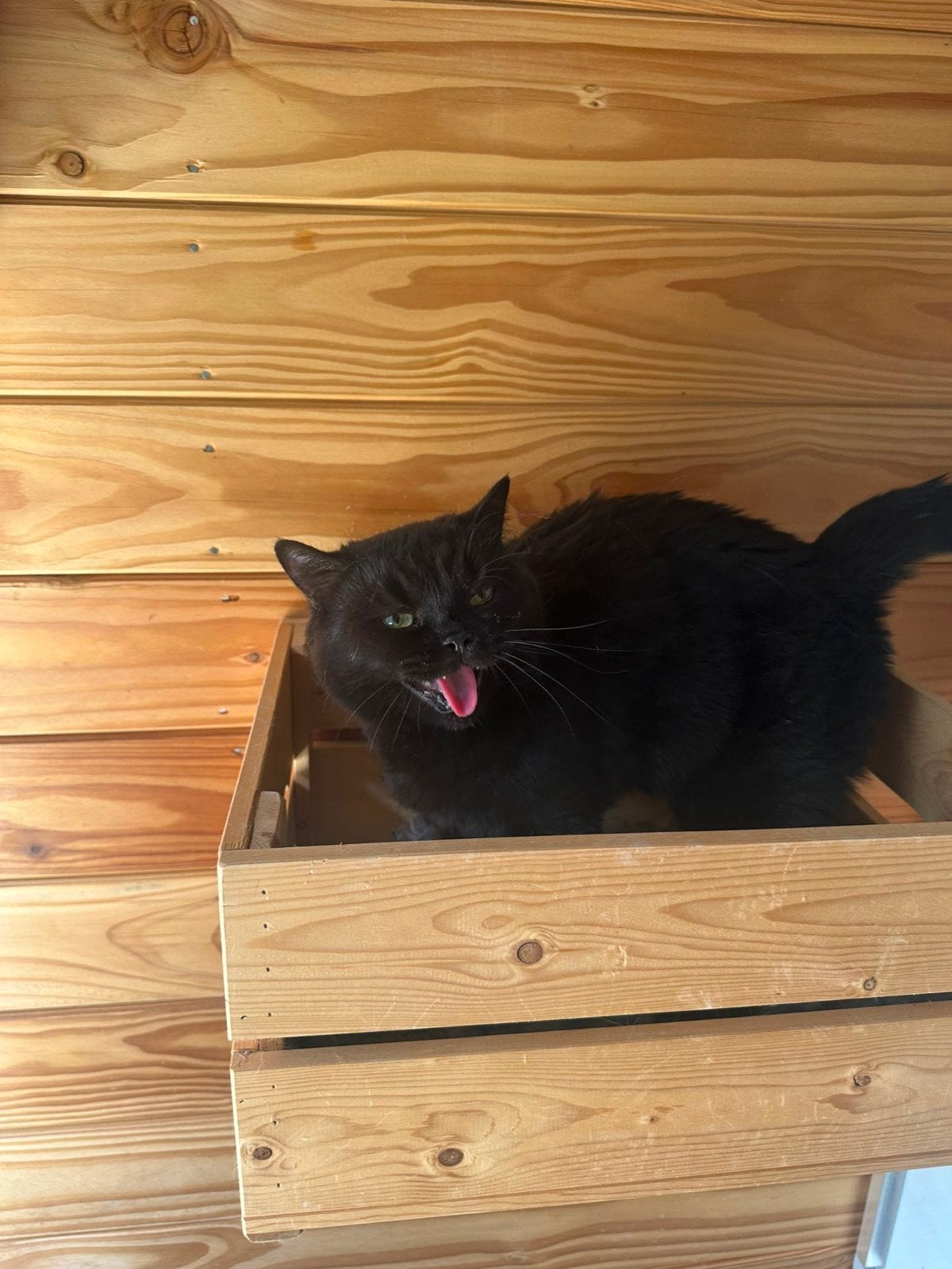 lieve britse korthaar kat zoekt  nieuw huisje, Poes, Met stamboom, 3 tot 5 jaar