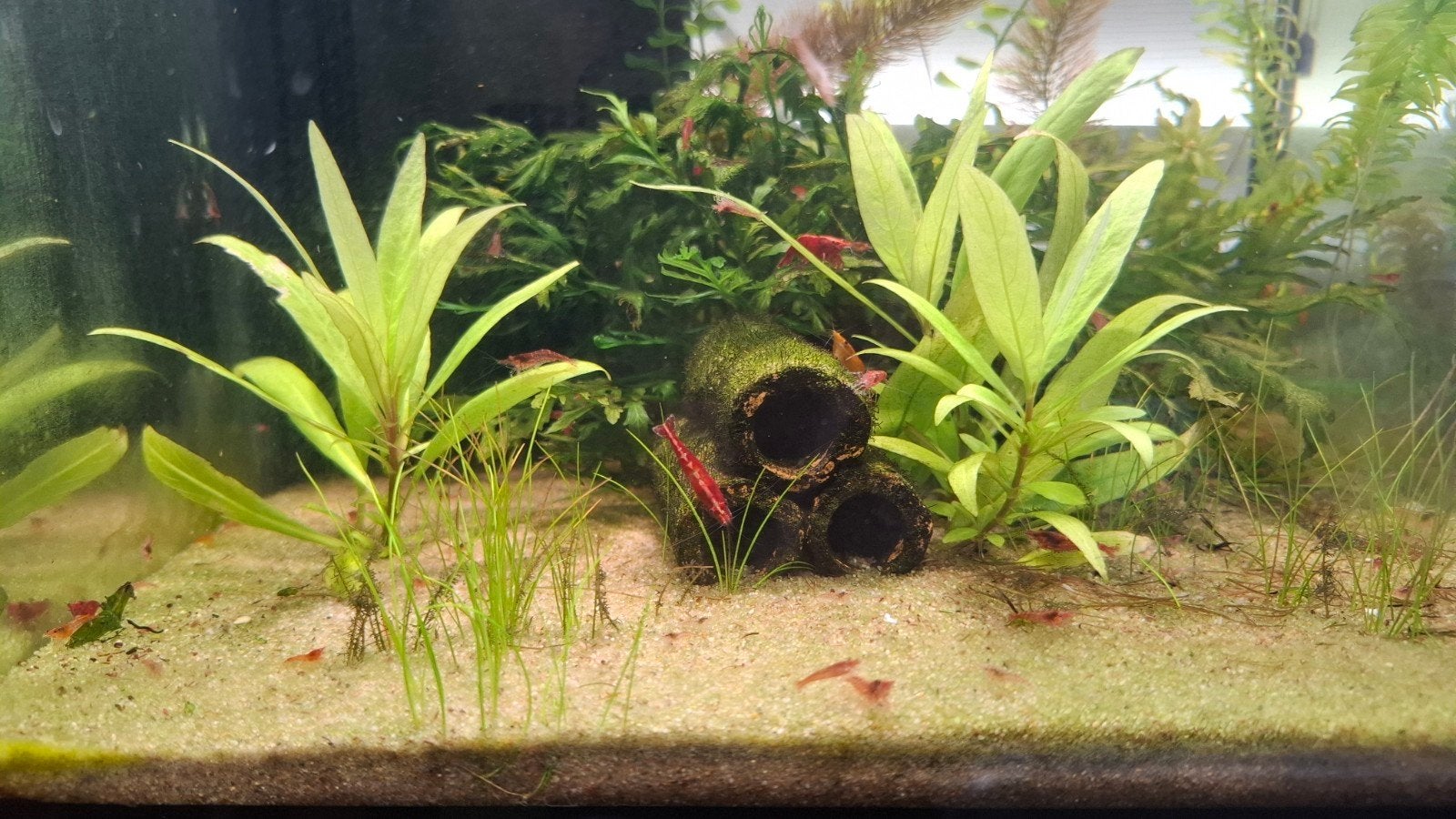Jonge rode neocaridina-garnalen, Dieren en Toebehoren, Kreeft, Krab of Garnaal