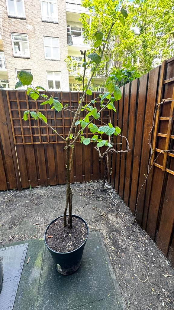 Hazelnut tree (Corylus avellana) – 2m tall, multi-stem, Tuin en Terras, Planten | Bomen, Overige soorten, 100 tot 250 cm, Volle zon