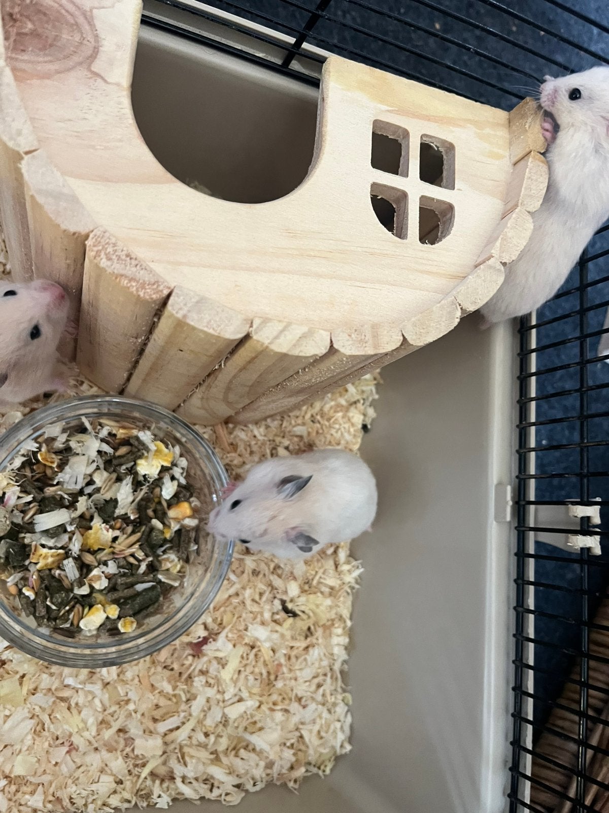 Baby goudhamsters, Dieren en Toebehoren, Knaagdieren, Hamster, April, Meerdere dieren, Tam