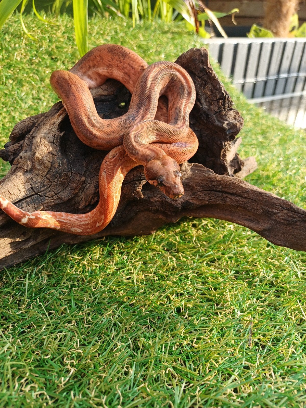 hypo Leopard het albino Kahl.man., Dieren en Toebehoren, Reptielen en Amfibieën, Slang, 0 tot 2 jaar