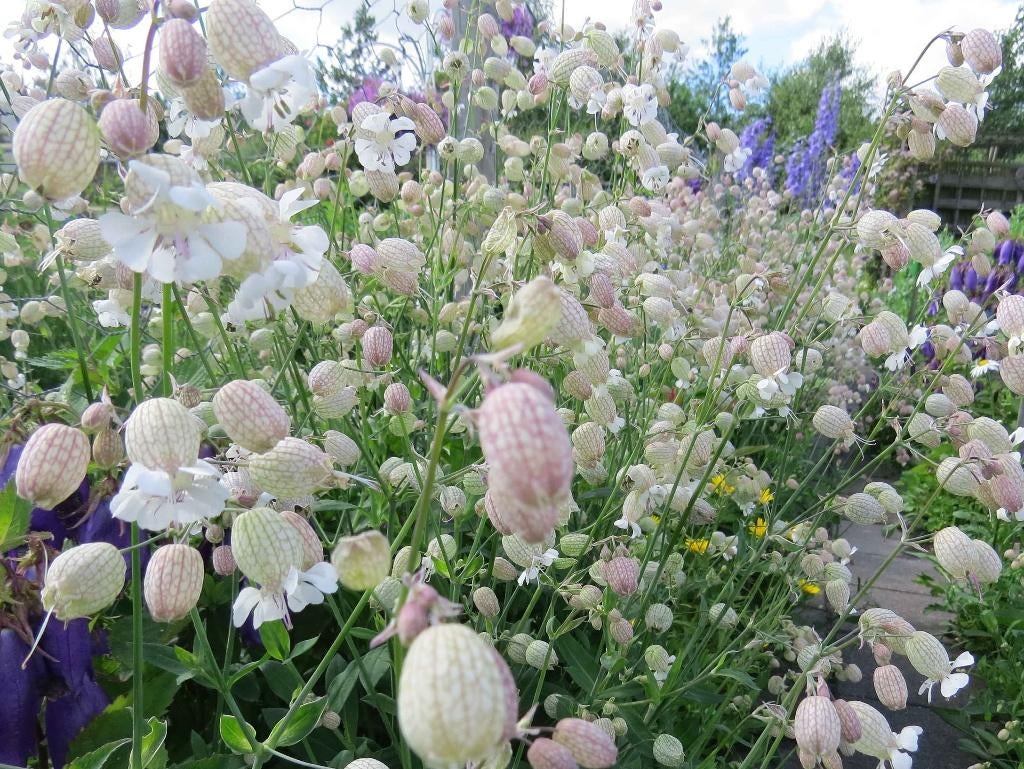 Vaste plant : Blaassilene 2 euro, Tuin en Terras, Volle zon, Vaste plant, Zomer, Ophalen