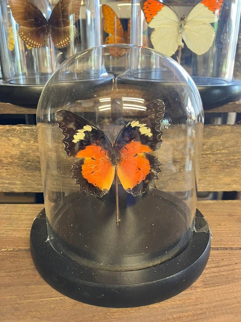 Vlinder in stolp, Verzamelen, Dierenverzamelingen, Nieuw, Opgezet dier, Insect, Ophalen of Verzenden