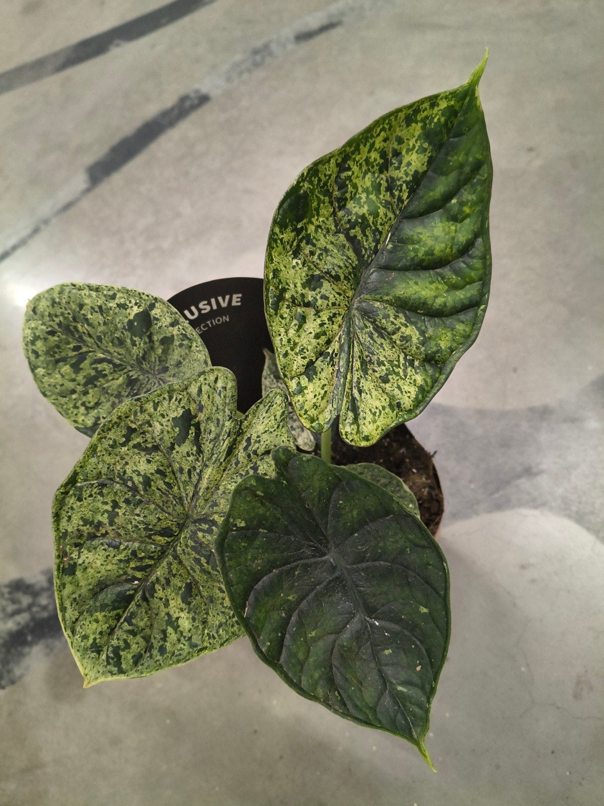 Alocasia Dragon Scale Mint Variegata plant, Ophalen of Verzenden, Halfschaduw, Minder dan 100 cm
