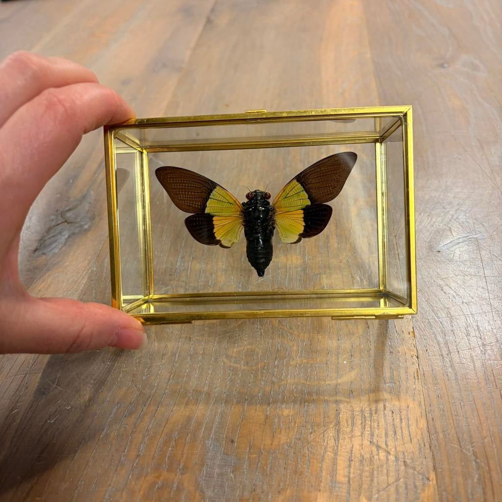 cicade Trengganua Sybilla in goud kleur glazen kistje, Ophalen of Verzenden