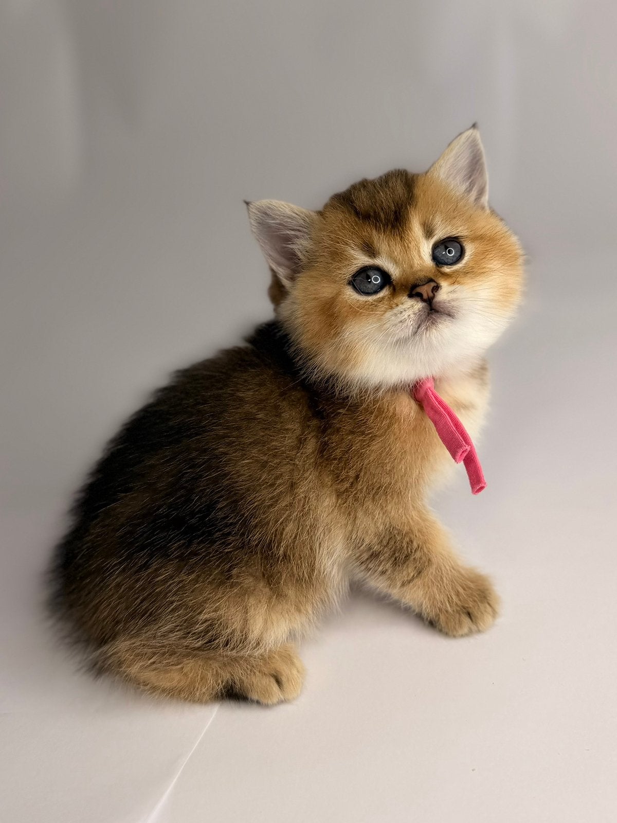 Prachtige Britse Golden Korthaar poes kitten te koop, Meerdere dieren, Gechipt, 0 tot 2 jaar