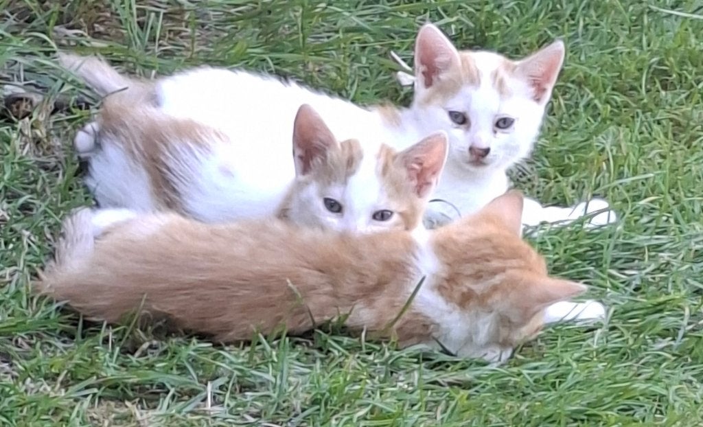 te koop drie katjes, Dieren en Toebehoren, Katten en Kittens | Overige Katten, Meerdere dieren, Kortharig, 0 tot 2 jaar