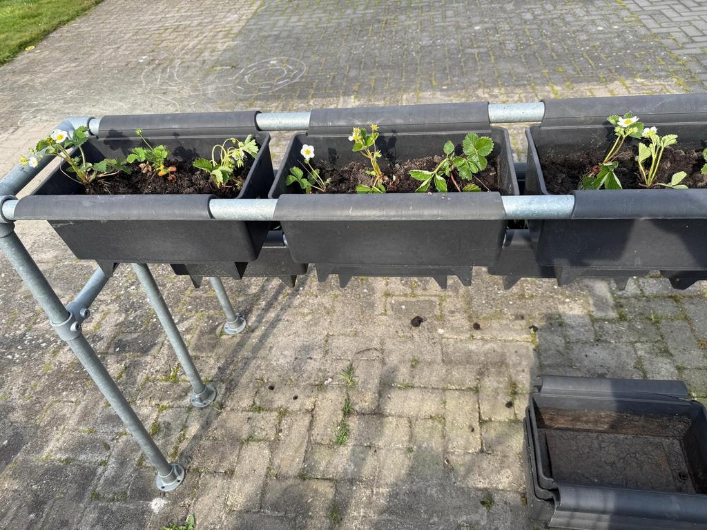 Steigerbuizen met Bato Bakken en aardbei stekjes, Tuin en Terras, Bloembakken en Plantenbakken, Ophalen, Gebruikt, 100 cm of meer