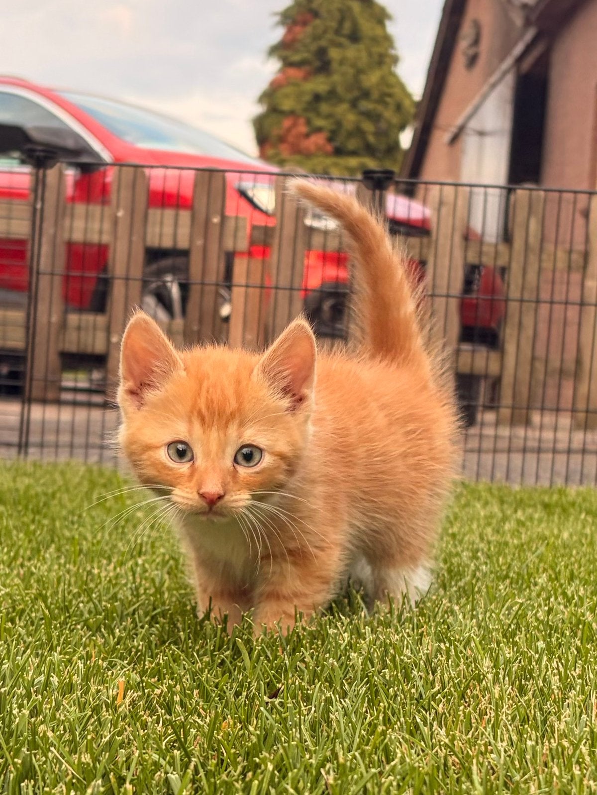 Lieve boerderijkittens zoeken een gouden mandje! ️, Kater, Kortharig, 0 tot 2 jaar