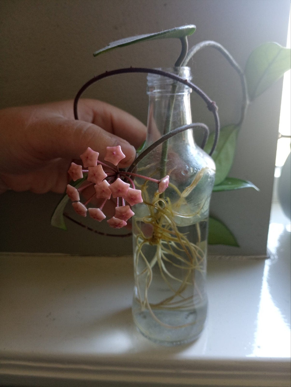Bloeiende Hoya Carnosa stek met wortels, Ophalen of Verzenden
