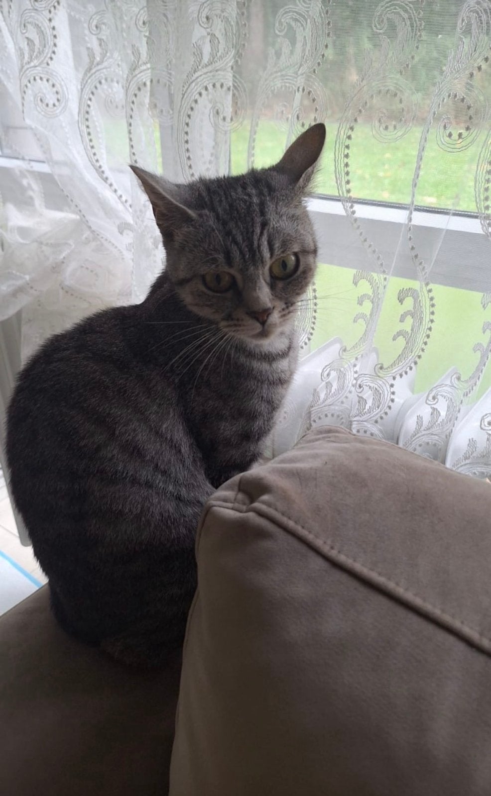 Lieve moederpoes en haar kitten zoeken een fijn thuis, Meerdere dieren, Kortharig, 0 tot 2 jaar
