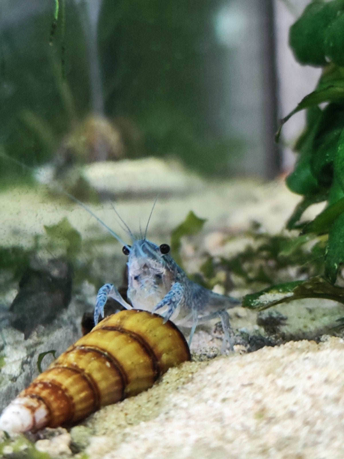 Blauwe Florida kreeften, Dieren en Toebehoren, Vissen | Aquariumvissen, Kreeft, Krab of Garnaal