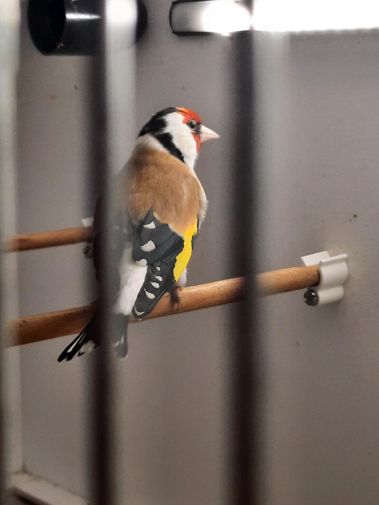 Distelvink, Dieren en Toebehoren, Vogels | Overige Vogels, Mannelijk, Wildzangvogel, Geringd