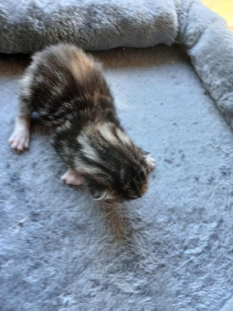 Nog twee prachtige kruising kittens geboren op 22-4-2026, Dieren en Toebehoren, Katten en Kittens | Overige Katten, Meerdere dieren