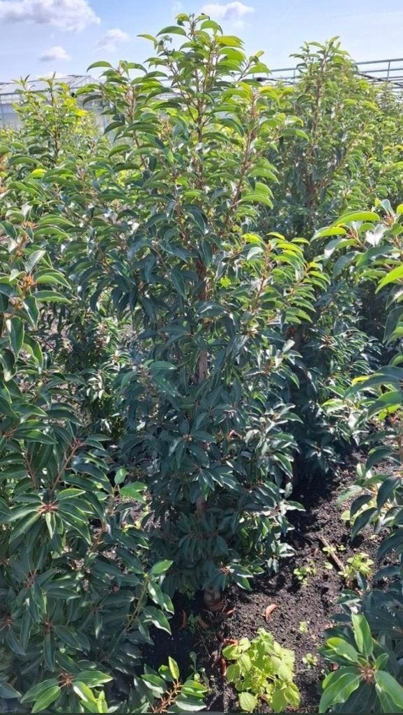 Portugese laurier groenblijvend uit de volle grond, Ophalen of Verzenden, Laurier, 100 tot 250 cm