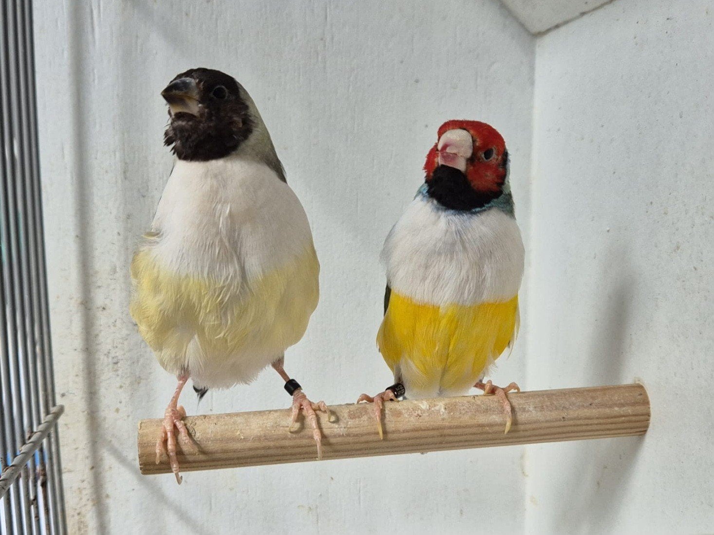 Gouldamadine witborst, Meerdere dieren