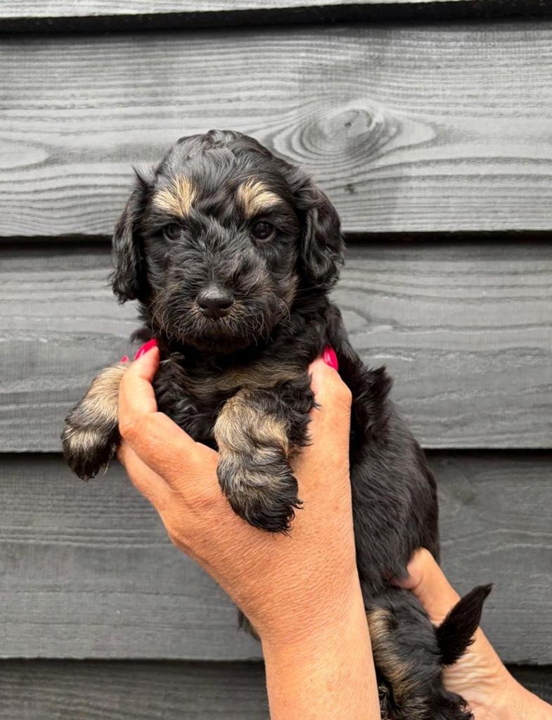 Prachtige labradoodle pups, 1 reutje black and tan, Dieren en Toebehoren, Honden | Retrievers, Spaniëls en Waterhonden, Parvo